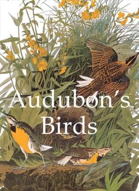  Audubon S Birds