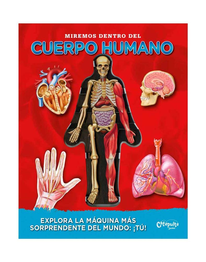 Papel Miremos Dentro Del Cuerpo Humano